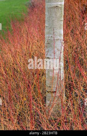 Weißer Birkenstamm und roter cornus schäften sich im Winter Stockfoto