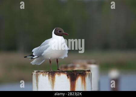 Nahaufnahme einer schwarzen Möwe, die auf einem vom verschwommenen Hintergrund getrennten Pfosten steht, in der deutschen Stadt Prerow an der ostsee Stockfoto