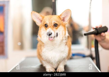 Hund Trocknendes Tierpflegekonzept Stockfoto