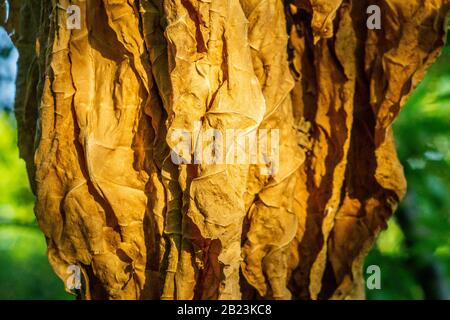 Das Trocknen von Tabakblättern in der Sonne. Verfahren zur Zubereitung von Tabakblättern für die Herstellung von Zigarren und Zigaretten Stockfoto