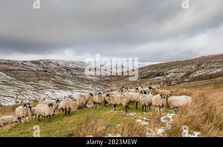 Eine Gruppe von Swaledale-Schafen, die darauf warten, in einem winterlichen Hudeshope Tal gefüttert zu werden. Stockfoto