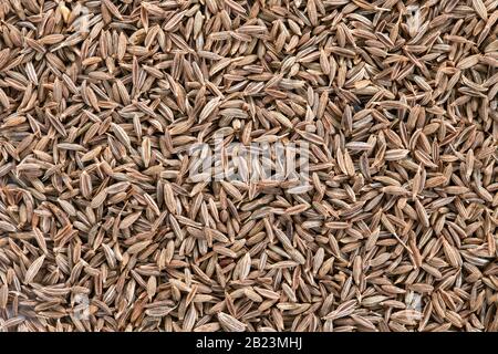 Struktur der kumulaten Samen, Hintergrund des ganzen Rahmens. Zweitbeliebtestes Gewürz der Welt nach schwarzem Pfeffer. Stockfoto