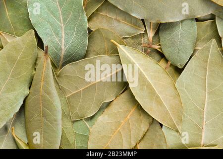 Bay Verlässt den Hintergrund des Vollformatsrahmens. Auch Lorbeer oder Laurus nobilis genannt. Wird als Gewürz in der Küche und auch in der Medizin verwendet. Stockfoto