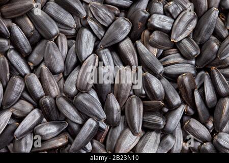 Sonnenblumenkerne (Helianthus annuus) Textur, Hintergrund mit vollem Rahmen. Wird als Garniss oder Zutaten in verschiedenen Rezepten verwendet. Stockfoto