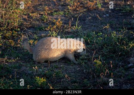 SD00247-00...SOUTH DAKOTA - Prairie-Hund in Roberts Prairie Dog Town im Badlands National Park. Stockfoto