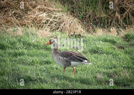Eine Graugans steht im grünen Gras auf der Suche nach Nahrung Stockfoto