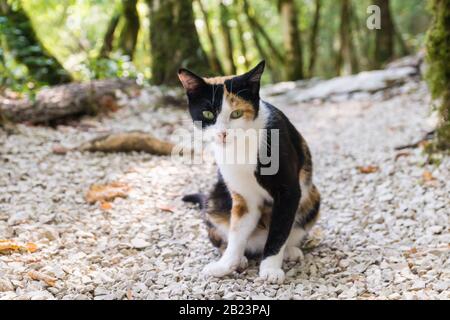 Dreifarbige Katze im alten Park. Sonniger Tag Stockfoto