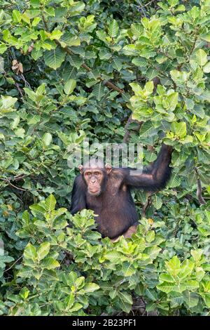 Schimpanse (Pan troglodytes) erwachsenes Männchen in einem Baum, Chimpanzee Rehabilitation Project, River Gambia National Park, Gambia. Stockfoto