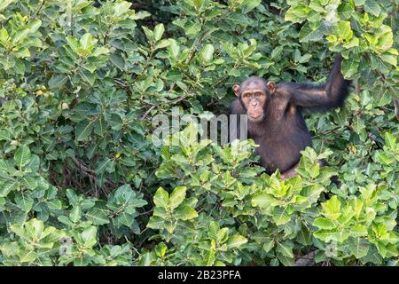 Schimpanse (Pan troglodytes) erwachsenes Männchen in einem Baum, Chimpanzee Rehabilitation Project, River Gambia National Park, Gambia. Stockfoto