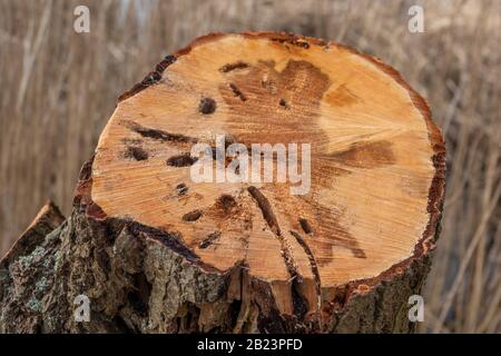 Ein Zweig musste abgesägt werden, weil er durch Holzwürmer beschädigt wurde Stockfoto