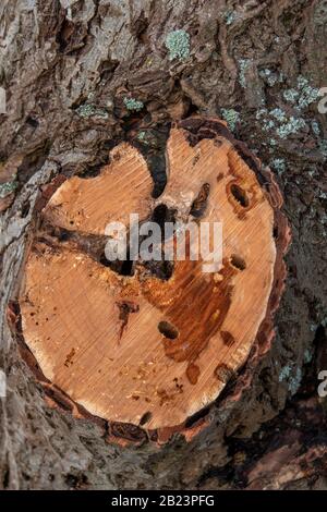 Ein Zweig musste abgesägt werden, weil er durch Holzwürmer beschädigt wurde Stockfoto