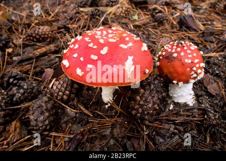 Amanita Muscaria, giftiger Pilz und natürliches Halluzinogen aus dem Wald, Red Capped Magic Mushroom Stockfoto