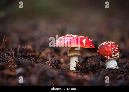 Amanita Muscaria, giftiger Pilz und natürliches Halluzinogen aus dem Wald, Red Capped Magic Mushroom Stockfoto