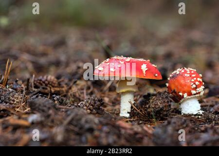 Amanita Muscaria, giftiger Pilz und natürliches Halluzinogen aus dem Wald, Red Capped Magic Mushroom Stockfoto