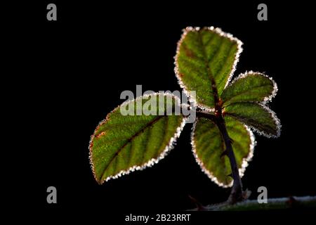 BlackBerry-Busch hinterlässt Hinterleuchtung mit Eis, Herbst - Winter, schwarzem Hintergrund Stockfoto