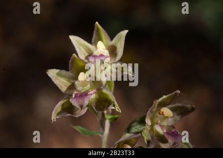 Wilde Orchideenblüten von Epipactis tremolsii Blume und Pflanzendetails Stockfoto