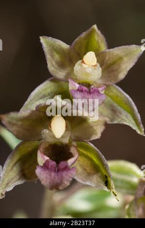 Wilde Orchideenblüten von Epipactis tremolsii Blume und Pflanzendetails Stockfoto