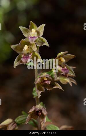 Wilde Orchideenblüten von Epipactis tremolsii Blume und Pflanzendetails Stockfoto