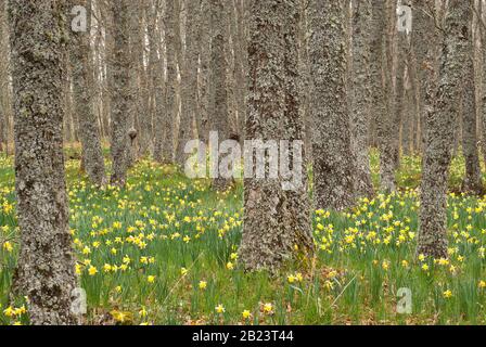 Wilde Narzissen - Narcissus pseudonarcissus in Eichen-Wald Stockfoto