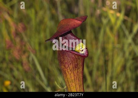 Baumfrosch (Hyla sp.) auf der amerikanischen Krug-Pflanze Sarracenia alata (eine fleischfressende Pflanze) in Stone County, Mississippi, USA Stockfoto