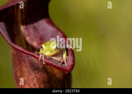 Baumfrosch (Hyla sp.) beim Blick in die Kamera auf Sarracenia alata in Stone County, Mississippi, USA Stockfoto