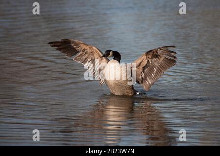 Canada Goose, Branta canadensis, ein einziger Erwachsener, der Flügel im Wasser streckt. März Eingenommen. Lea Valley, Essex, Großbritannien. Stockfoto