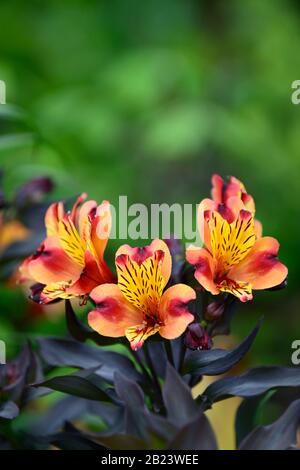 Alstroemeria Indian Summer, peruanische Lily, Kupfer, Orange, Gelb, Blume, Blumen, Blüte, Stauden, Schnittblumen, RM Floral Stockfoto