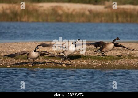 Canada Gänse, Branta canadensis, drei Erwachsene, die von der Insel in Sümpfen abfahren. September Eingenommen. Pennington Marshes, Hampshire, Großbritannien. Stockfoto