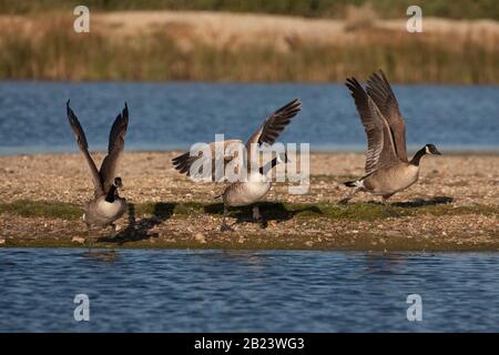 Canada Gänse, Branta canadensis, drei Erwachsene, die von der Insel in Sümpfen abfahren. September Eingenommen. Pennington Marshes, Hampshire, Großbritannien. Stockfoto