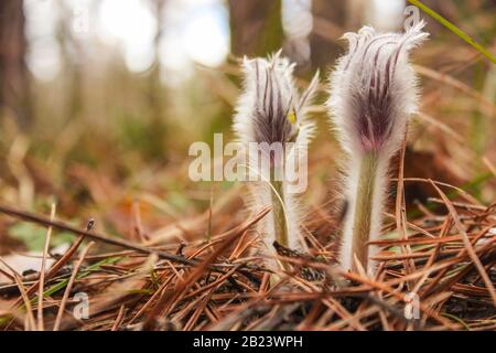 Junge, noch nicht blühen Schneeglöckchen, zeigte unter dem Laub des letzten Jahres im Frühjahr Wald Stockfoto