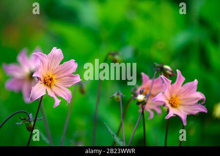 Dahlia, einzelne Dahlien, pfirsiche Dahlien, Sämling, orangefarbene Pfirsichblumen, Blüte, Blume, Garten, Gärten, RM-Blumen Stockfoto