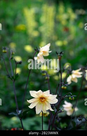 Dahlia, einzelne Dahlien, pfirnreiche Dahlien, Setzling, cremefarbene Blumen, Blüte, Blume, Garten, Gärten, RM-Blumen Stockfoto