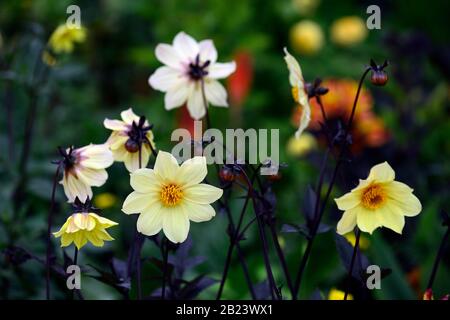 Dahlia, einzelne Dahlien, pfirsiche Dahlien, Setzling, cremefarbene Pfirsichblumen, Blüte, Blume, Garten, Gärten, RM-Blumen Stockfoto