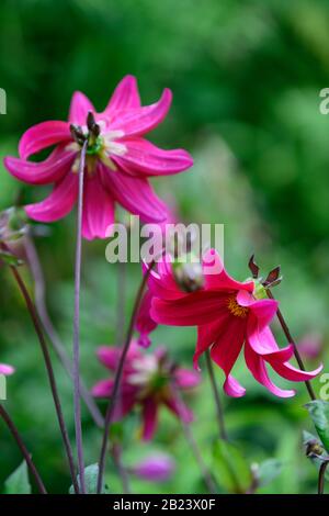 Dahlia, einzelne Dahlien, pfirsiche Dahlien, Setzling, cremefarbene Pfirsichblumen, Blüte, Blume, Garten, Gärten, RM-Blumen Stockfoto