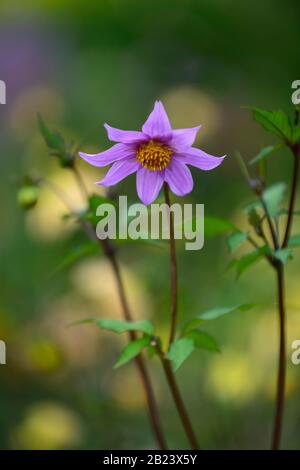 Dahlia merckii, single, Pink, Lila, Blüte, Blumen, Arten, Dahlia, Dahlien, Blüte, RM Floral Stockfoto