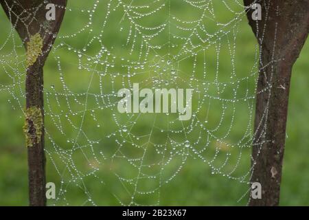 Regen fällt auf das Spinnennetz. Auf grünem Grund ist das Spinnennetz richtig ausgebildet. Stockfoto