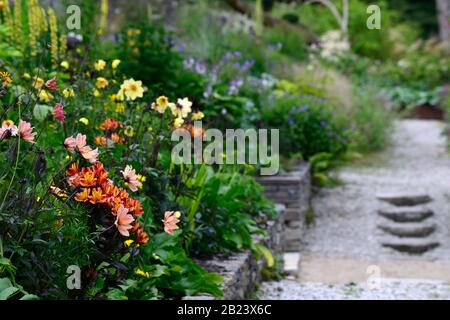 Dahlia, einzelne Dahlien, pfirnige Dahlien, Setzling, cremefarbene Blumen, Alstroemeria indischer Sommer, June Blake's Garden, Wicklow, Irland, Garten, Gärten, Herbac Stockfoto