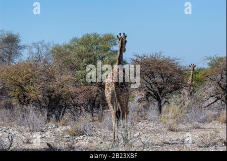 Angolas Giraffa giraffa Giraffen - angolensis - Essen aus dem Gebüsch auf den Ebenen von Etosha Nationalpark in Namibia. Stockfoto