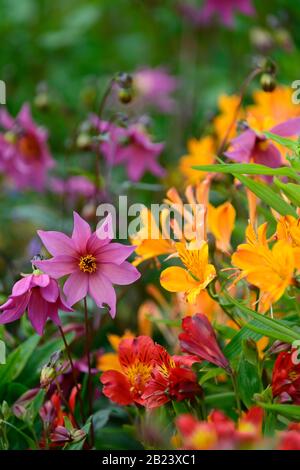 Dahlia, einzelne Dahlien, pfirnige Dahlien, Sämling, pinkviolette Blumen, alstroemeria, orangefarbene Blumen, unscharf, verschwommener Hintergrund, Blüte, Blume, Garten, Stockfoto