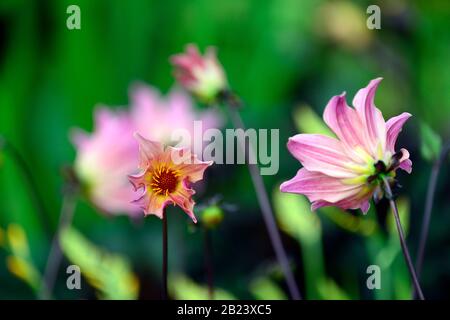 Dahlia, einzelne Dahlien, pfirnreiche Dahlien, Setzling, cremefarbene Pfirsichblumen, Blüte, Blume, Garten, Gärten, Mischung, gemischter Rand, Pflanzenschema, RM-Blumenmuster Stockfoto