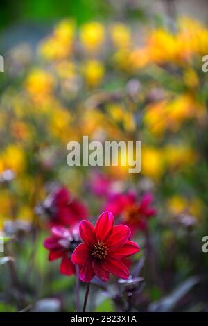 Dahlia, einzelne Dahlien, pfirnreiche Dahlien, Sämling, weinrote Blumen, Blüte, Blume, Garten, Gärten, Mischung, gemischte Grenze, Pflanzschema, RM-Blumenmuster Stockfoto