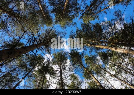 Kronen von Kiefern gegen den Himmel mit Wolken Stockfoto
