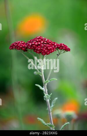 Achillea millefolium Red Velvet, rote Blumen, Blume, Blüte, Garten, Gärten, RM Floral Stockfoto