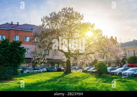 Uschhorod, ukraine - 1. MAI 2018: Paulownia tomentosa Baum in Blüte, am Koriatovycha-Platz gelegen. Wunderbares Stadtbild der Altstadt bei Sonnenuntergang i. Stockfoto