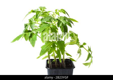 Tomaten Keimlinge in einem aus Kunststoff Schale auf weißem Hintergrund Stockfoto