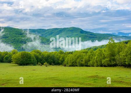 Wolken und Nebel ragen über den Buchenwald. Morgendliche Berglandschaft der karpaten im Frühjahr, grünes Gras auf der Wiese im Vordergrund Stockfoto