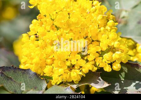 Mahonie Holm (lat. Mahonia aquifolium) ist ein immergrüner Strauch der Familie der Barberry-Arten (Berberidaceen). Die Frühlingsblüte Stockfoto