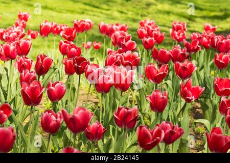 Blumenbeet im Stadtpark mit hellem Karminrot mit weißen Grenztulpen (lat. Tulipa) Klasse Triumph auf dem Hintergrund des grünen Grases. Frühling Stockfoto