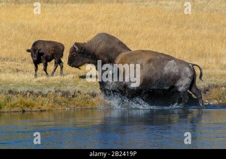 Bison-Herde, Die Den Firehole River im Yellowstone National Park Überquert Stockfoto