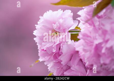 Pink Kirschblüte in der Nähe des Zweiges. Zart japanische Sakura-Saison. Wunderbarer Naturhintergrund Stockfoto